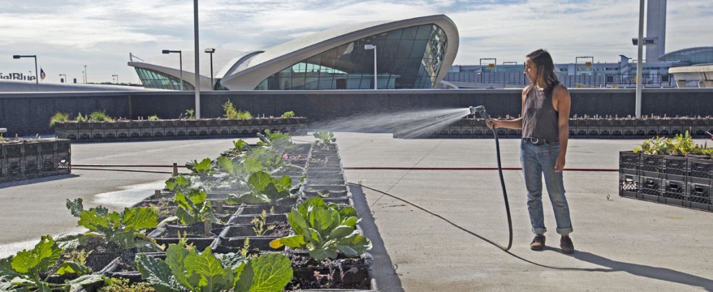 JetBlue JFK T5 Farm Rooftop urban farming